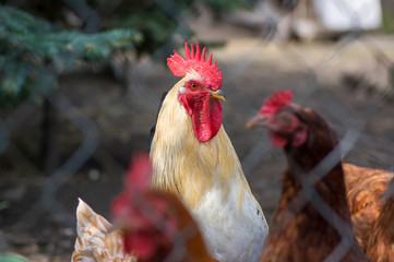 White beige rooster bird in the garden on the farm, portrait of utility domestic animal