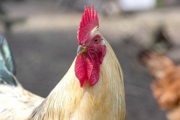 White beige rooster bird in the garden on the farm, portrait of utility domestic animal