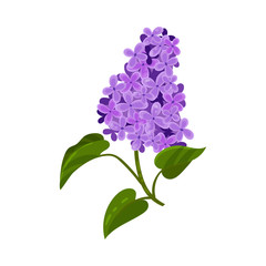 Branch of purple lilac. Vector illustration on a white background.