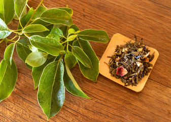 tea and tea plant