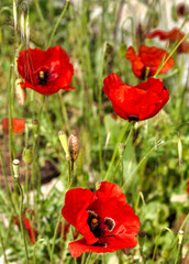 Pavot oriental à Sytka, Grèce