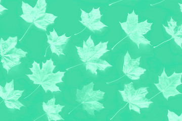 Pattern of monochrome green mint autumn maple leaves on a white background. Flat lay, top view.