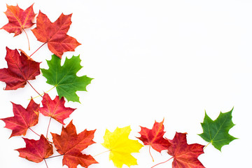 Red, green and yellow maple leaves on a white background. Autumn concept. Flat lay. Place for text.