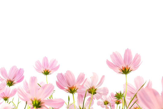 pink cosmos flowers in blooming on white background
