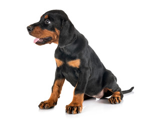  puppy Doberman Pinscher