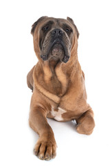 Obraz premium adult cane corso