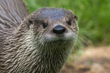 Fototapeta premium River Otter portrait in nature 