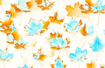 Pattern of golden and blue autumn maple leaves on a white background. Flat lay, top view.