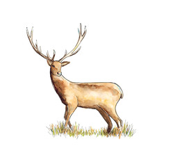 Watercolor hand drawn sketch illustration of red deer isolated on white
