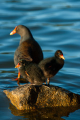 Purple Swamphen family