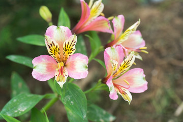 Colourful flowers, Gangtok, Sikkim, India