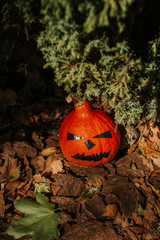 Halloween pumpkin. Scary face pumpkin in outdoor. Happy Halloween party holiday. Celebrate annual...