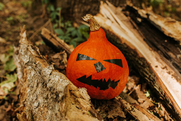 Halloween pumpkin. Scary face pumpkin in outdoor. Happy Halloween party holiday. Celebrate annual...