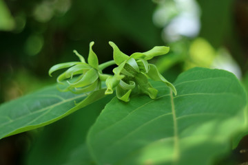 Cananga close up in garden
