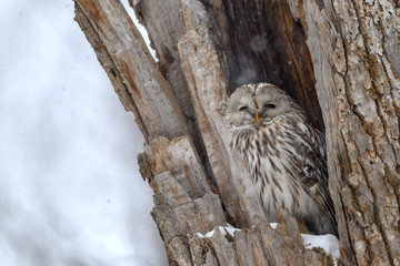 冬のエゾフクロウ