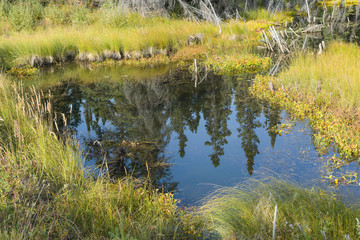 Zeichen des nahenden Herbstes - Wassertümpel mit Spiegelung am Wegesrand am McCarthyhighway, Alaska