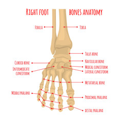 Foot bones anatomy