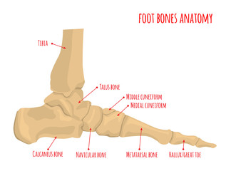 Foot bones anatomy