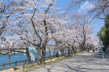 Fototapeta na wymiar Sakura blooming at Okayama, Japan