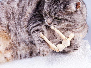 Beautiful grey cat plays with human model for artists