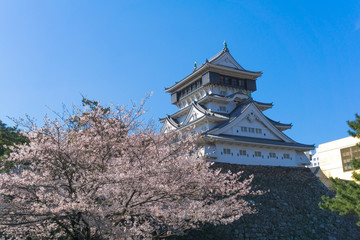 Kokura castle with sakura blooming