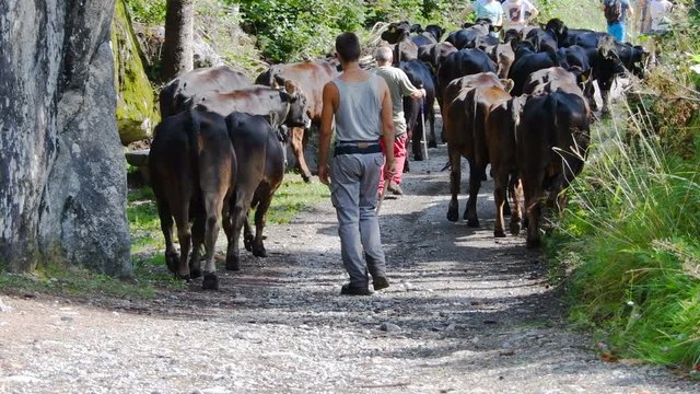 Shepherds&nbsp;leading&nbsp;cows&nbsp;along&nbsp;a&nbsp;mountain&nbsp;dirt&nbsp;road - transhumance is the seasonal migration of herds and herders that move from pastures located in mountainous areas to those of the plains