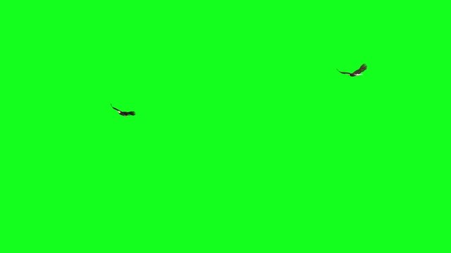  Two bald eagles flying in circles on screen. 3D animation related to eagles, birds, animals and nature. Isolated on green backgroud.