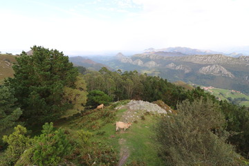 FRONDOSO BOSQUE VISTO DESDE UN MIRADOR CON LAS MONTAÑAS DE FONDO Y VACAS PASTANDO 