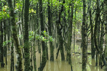 マングローブの森