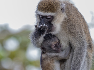 A Vervet Monkey mother and her baby