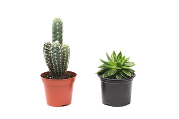 Cactus on a white background from above.