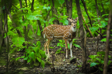 Naklejka na ściany i meble Deer / Antelope in the Gujarat jungle look at me