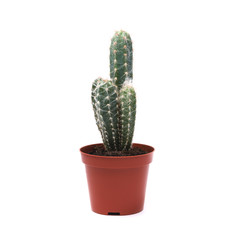 Cactus on a white background from above.