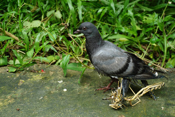 A pigeon trapped glue with net and dry grass