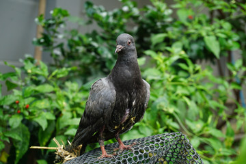 Portrait of pigeon