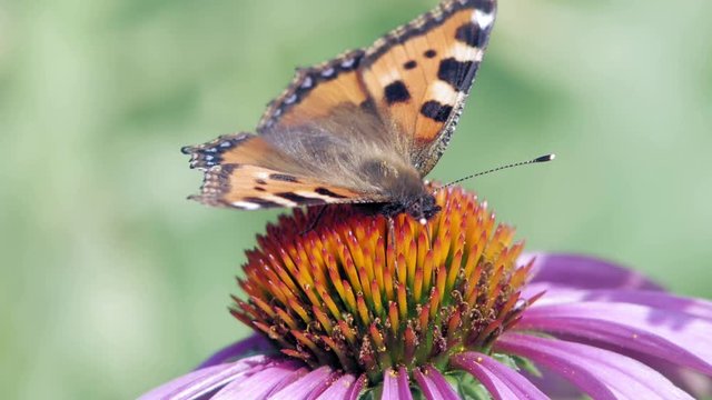 Small tortoiseshell butterfly sits on purple cone flower eating pollen and pollinating it.