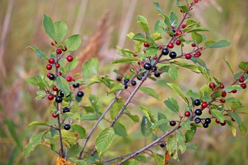 Branches of a bush with black and red fruits have been decorating your garden since September