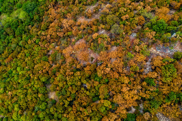 Aerial vertical view of orange and yellow trees during the autumn