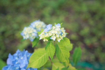glowing hydrangea blue and yellow