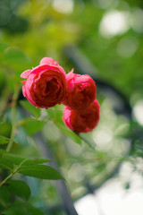 red rose in house garden