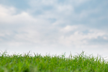 Grass field with blue sky