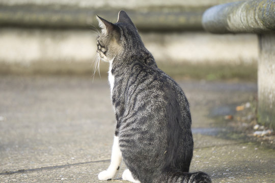 庭の猫 Photos Royalty Free Images Graphics Vectors Videos Adobe Stock 庭の猫 Photos Royalty Free Images Graphics Vectors Videos Adobe Stock