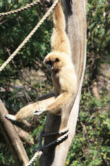 Weisshandgibbon