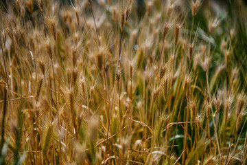 Green And Gold Grass