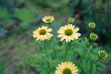 yellow flower in house garden