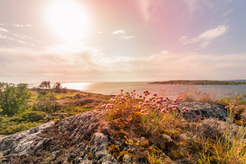Landscape view of sea, grass, and wild flowers in Finnish island.