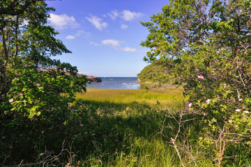 Landscape view of sea, grass, and wild flowers in Finnish island.