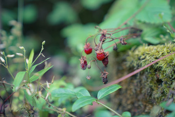 wild strawberries