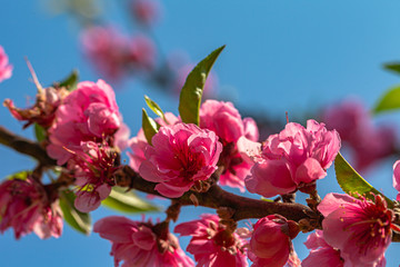 Obraz premium colorful of Pink peach blossom in blue sky during winter