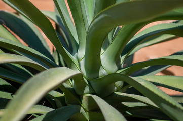 Agave vilmoriniana (Octopus Agave)